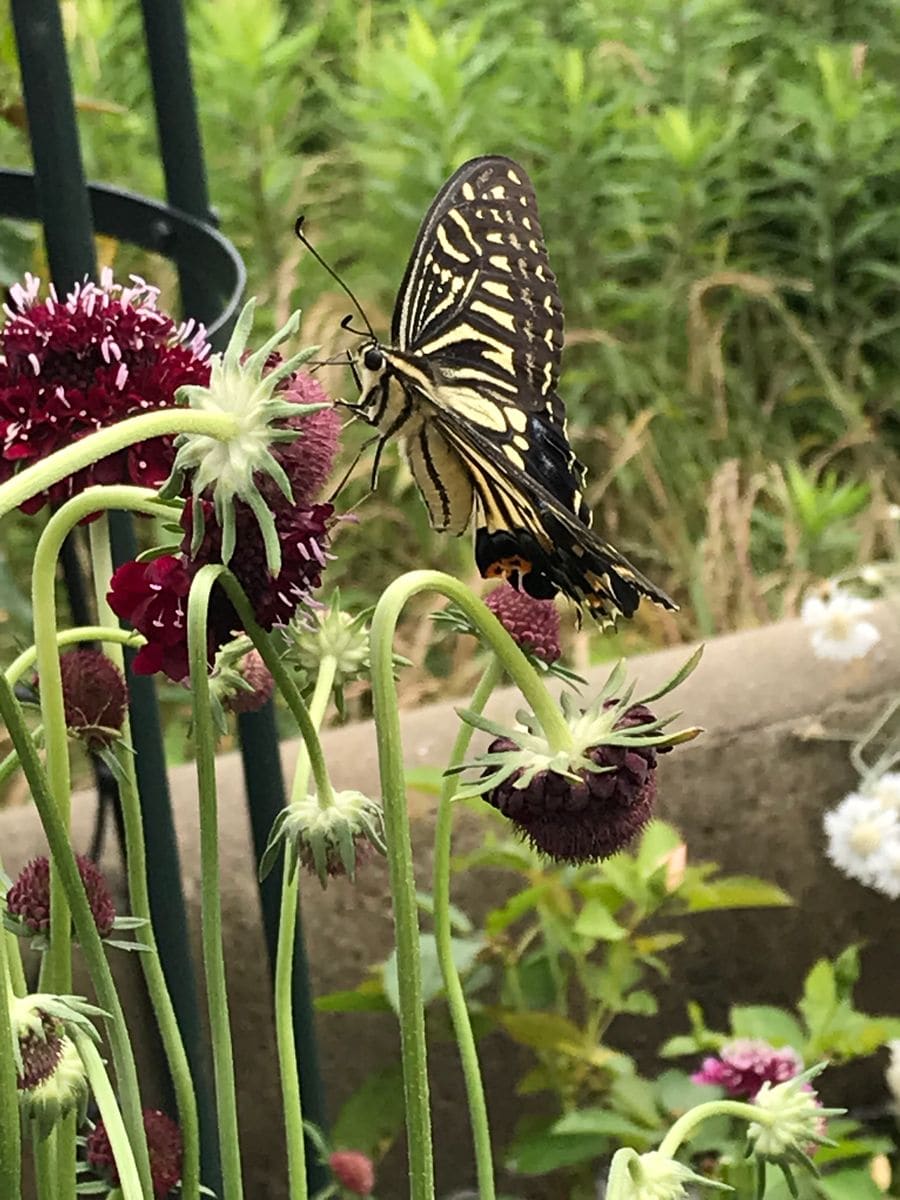 スカビオサに恋したアゲハチョウ（蝶の写真有り）