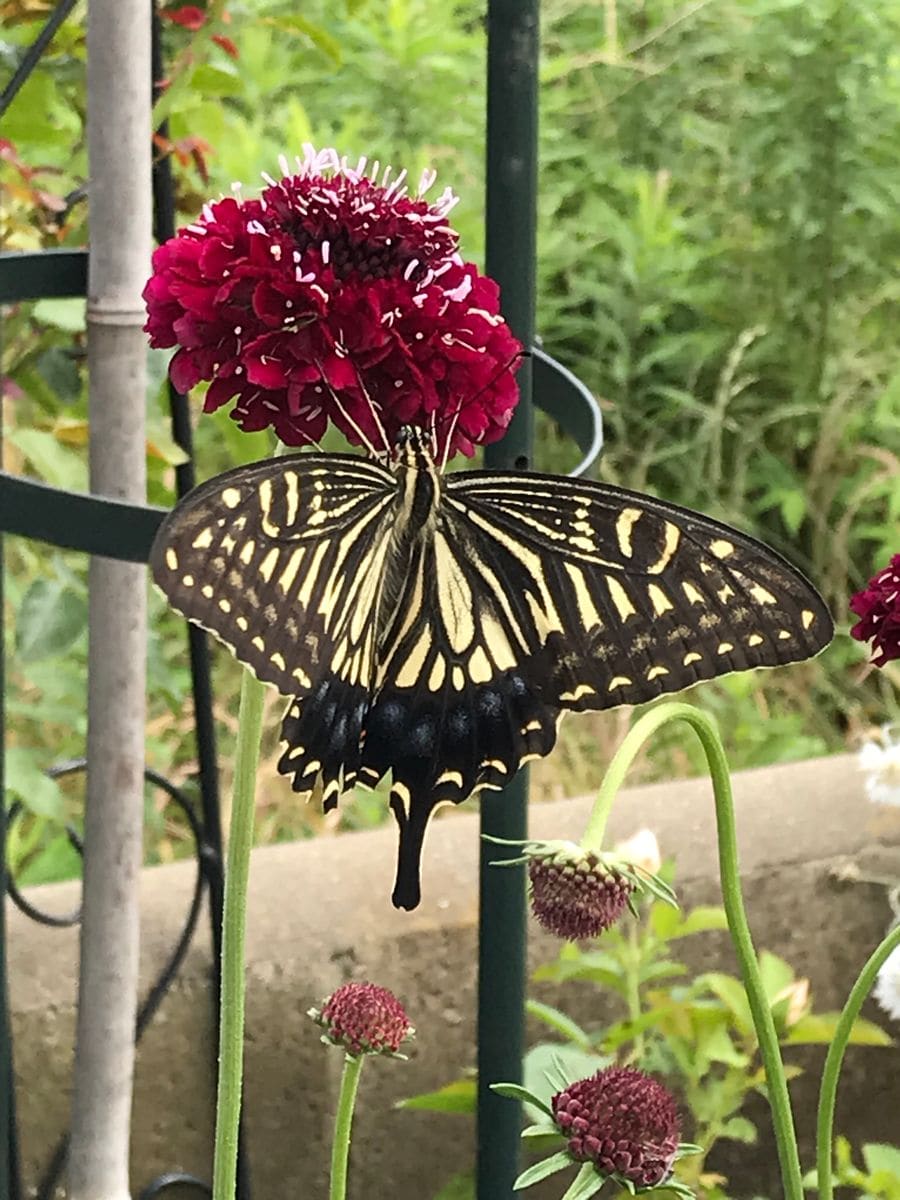 スカビオサに恋したアゲハチョウ（蝶の写真有り）