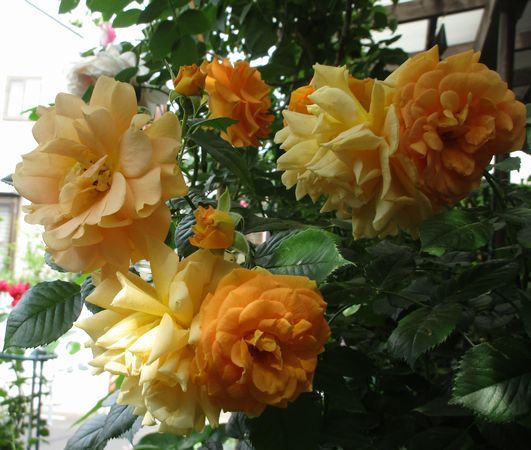 綺麗なバラ達