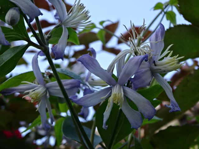 素朴な花たち