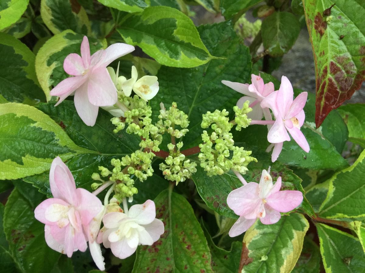 今日の花