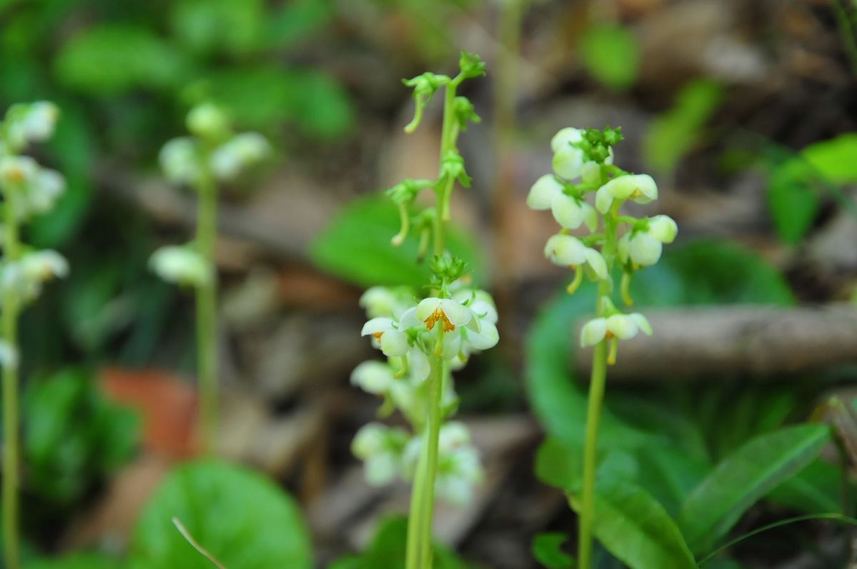 山野草　一薬草