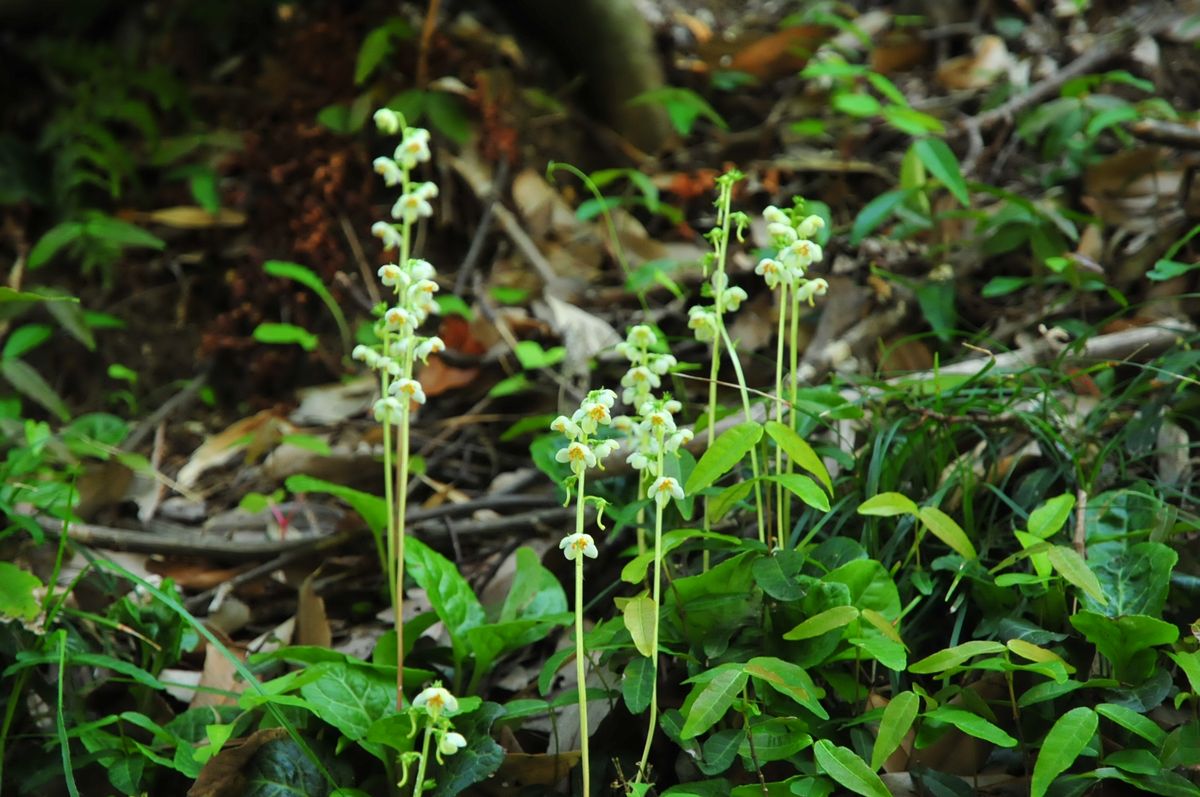 山野草　一薬草