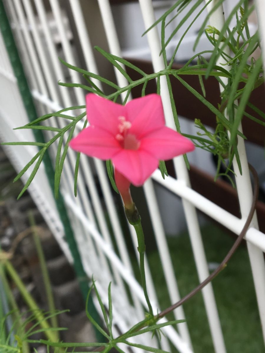 蔓が伸びて花が待ち遠しい