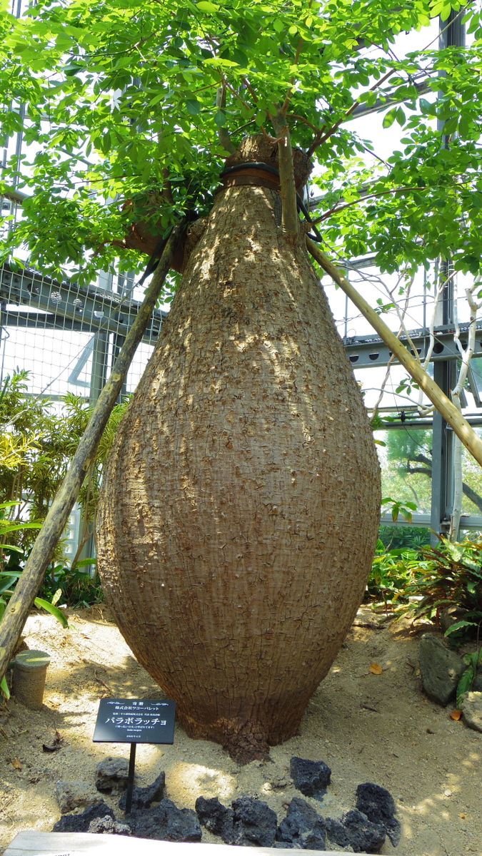 咲くやこの花館に行ってきました（１）