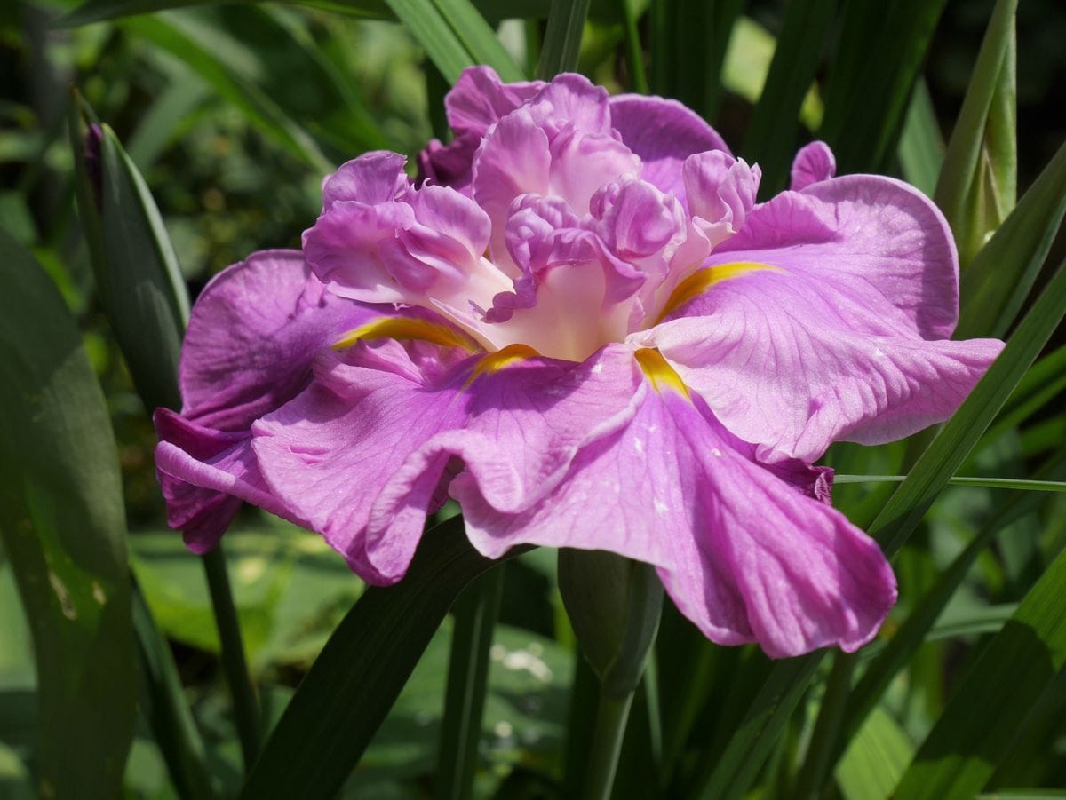 花菖蒲が咲き始めました。