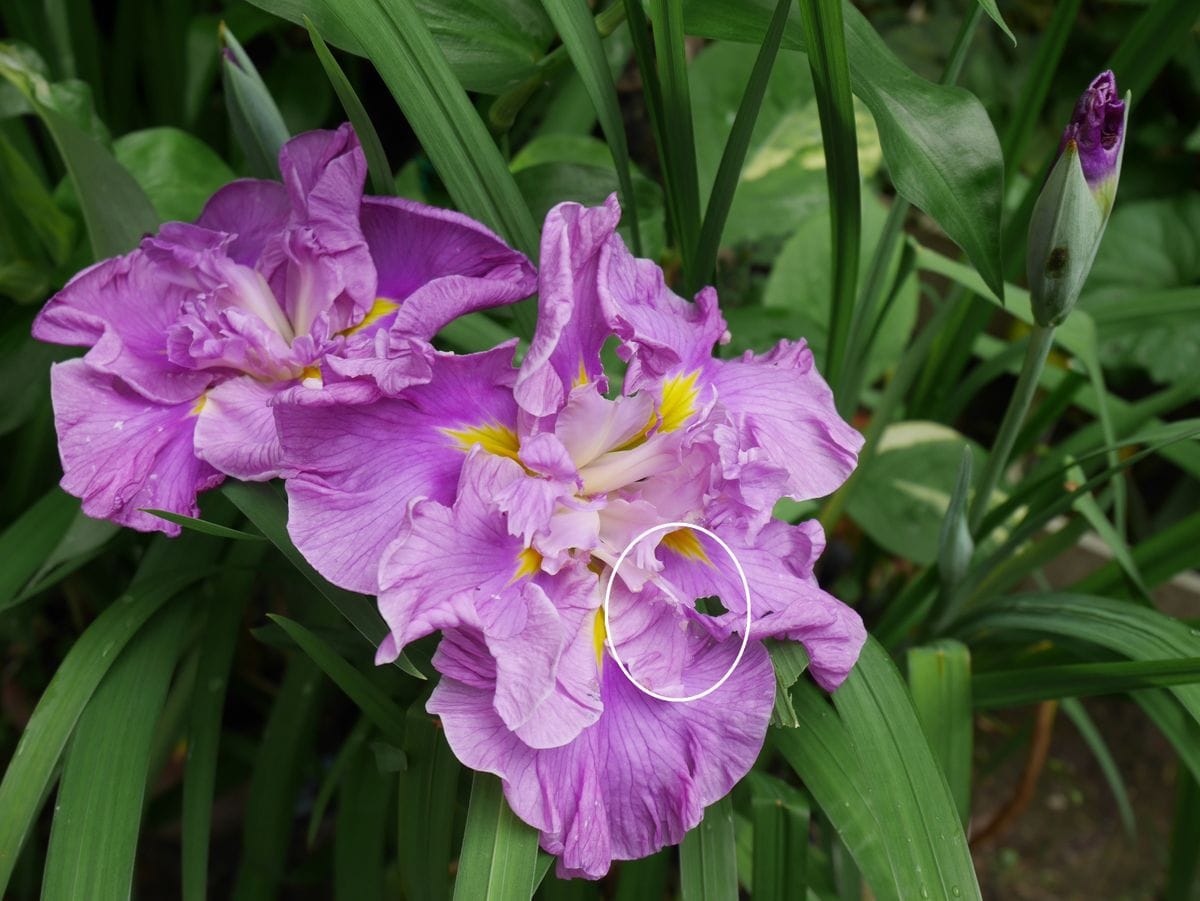 花菖蒲が咲き始めました。