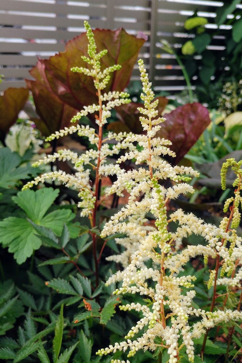 植物のちから