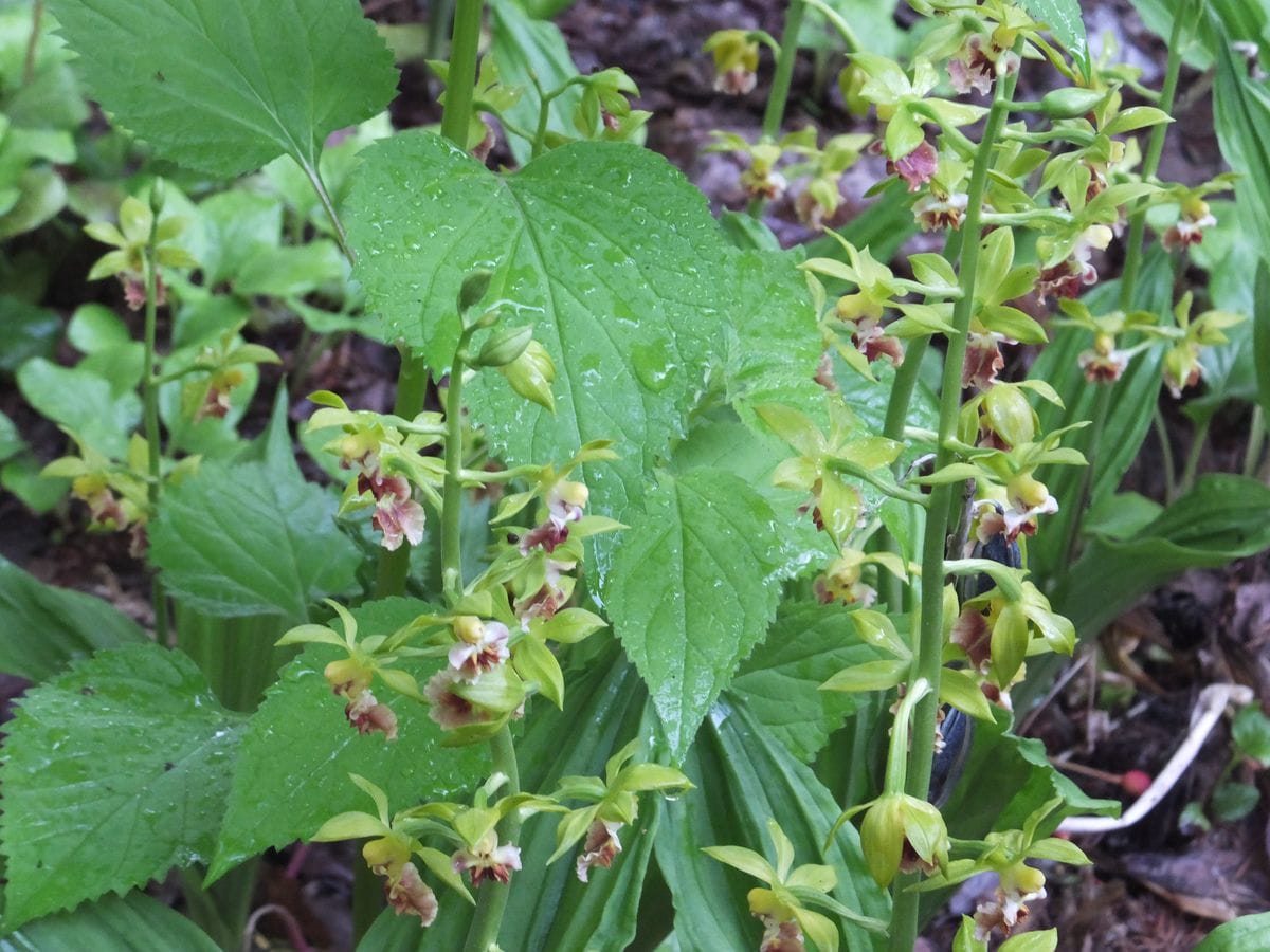 戸隠森林植物園で蘭探し！！