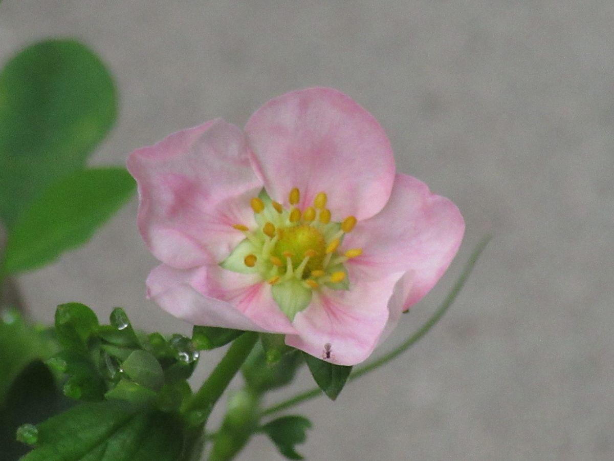 由愛(ゆめ)の花日記♪