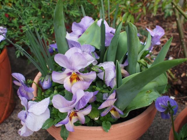 寄せ植えとボレロの芽吹き