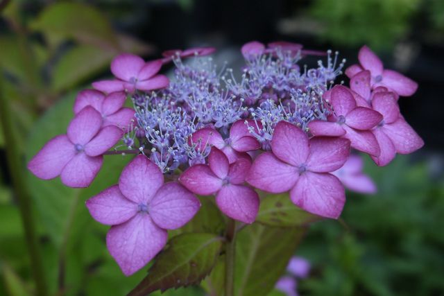 クリロの世話も捗らず紫陽花の季節