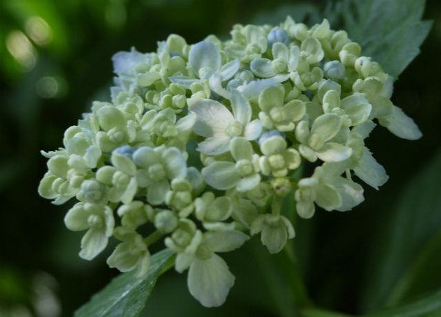 クリロの世話も捗らず紫陽花の季節