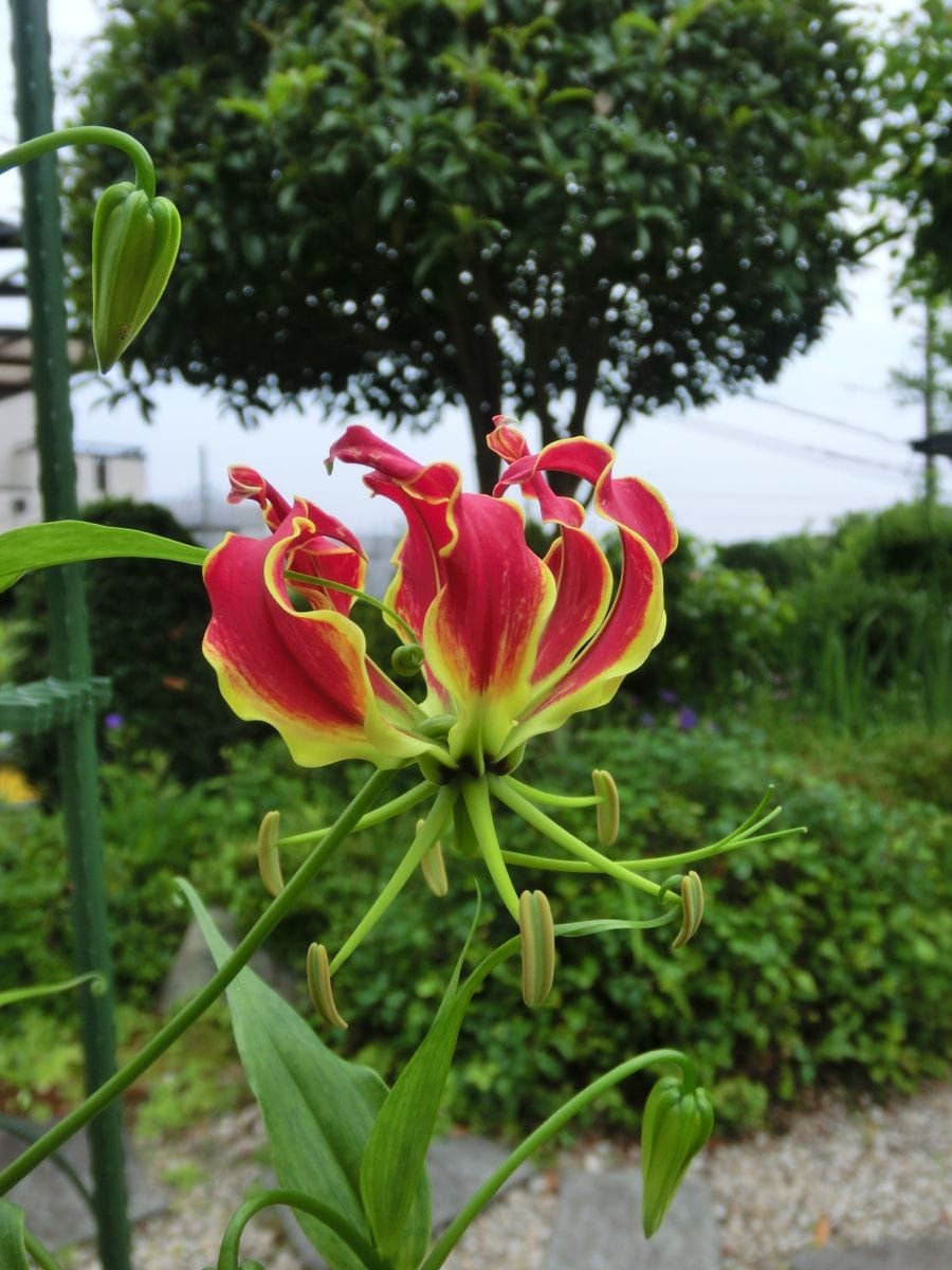 梅雨空の下で。。。