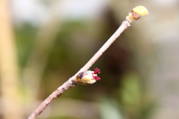 ヘーゼルナッツの雌花