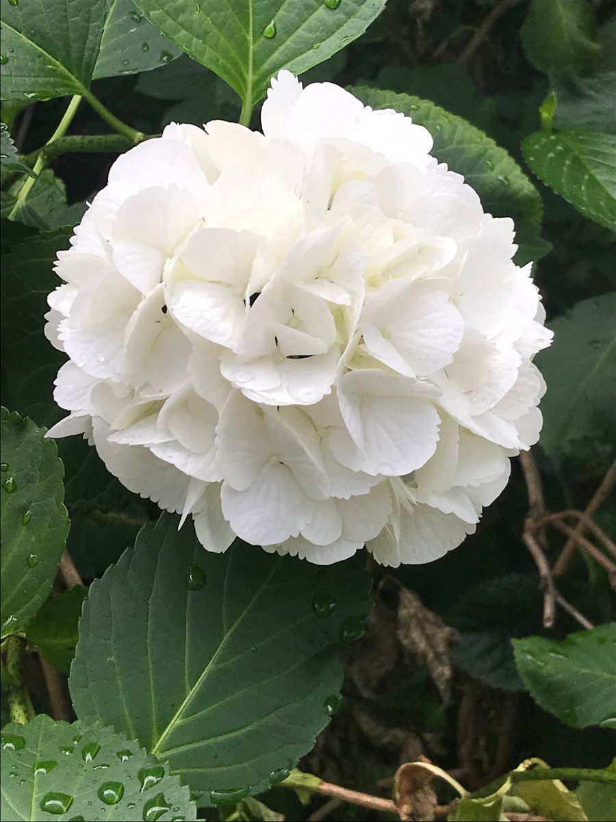 目黒雅叙園  紫陽花 と キルトのなかのお花