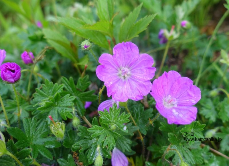 NaturalGarden四季の花達