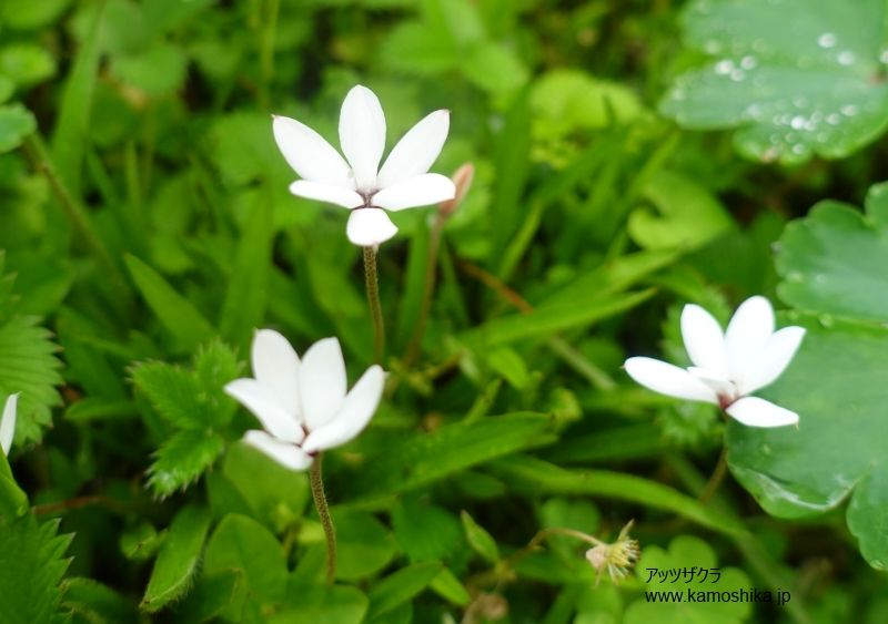 NaturalGarden四季の花達