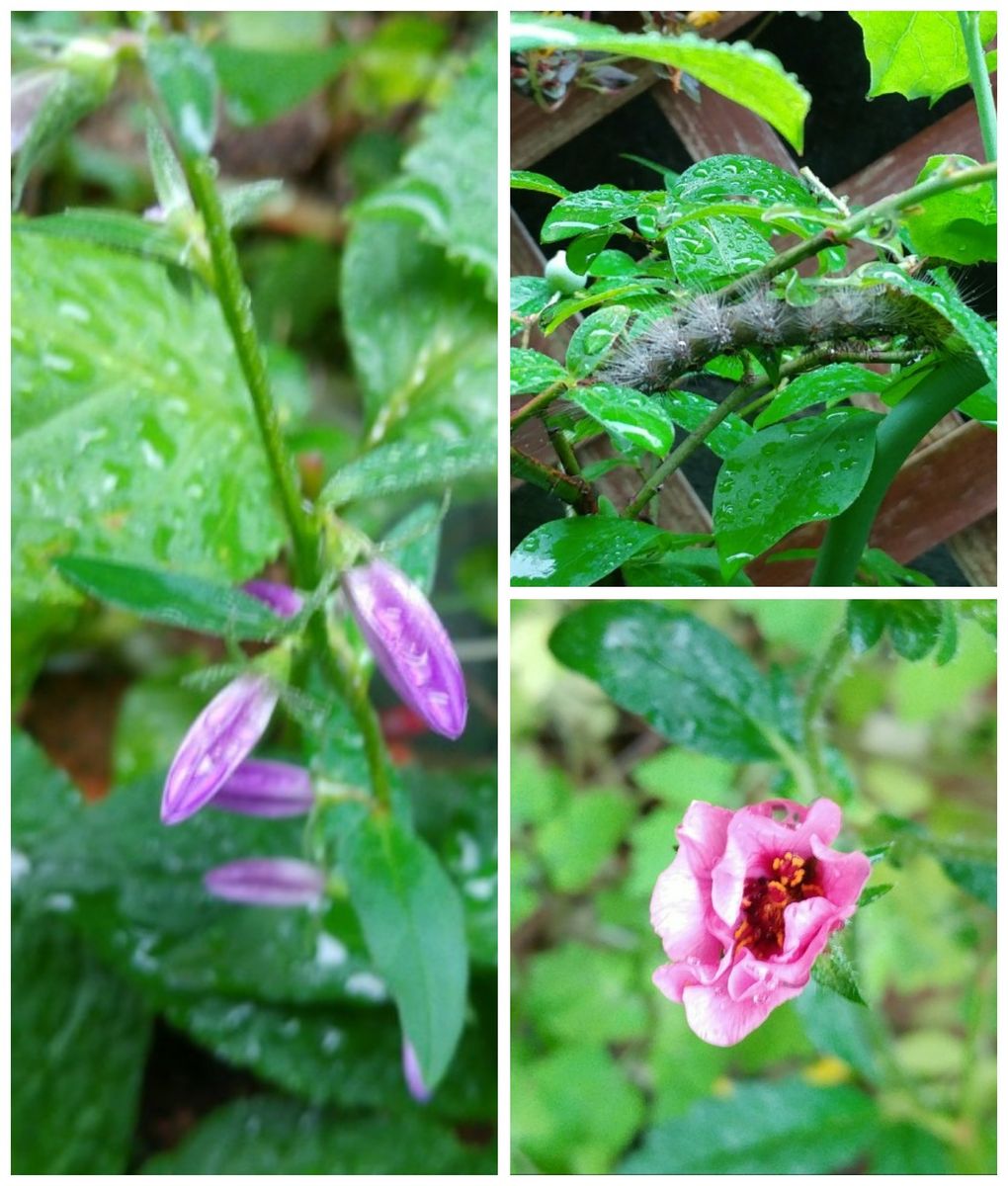 雨のなか🌂