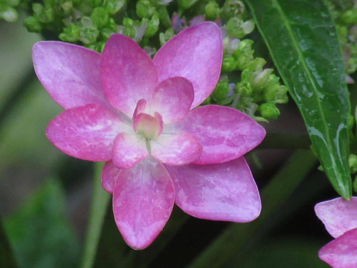 由愛(ゆめ)の花日記♪