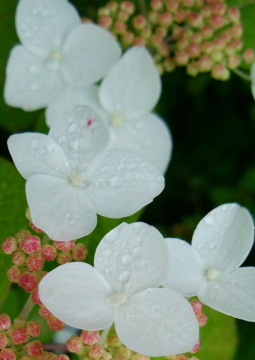 美しい山紫陽花