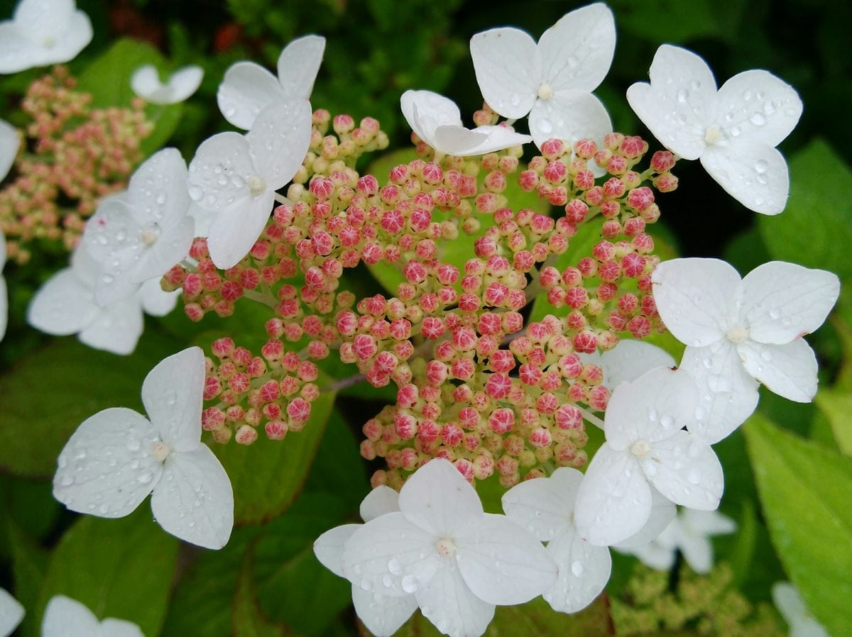 美しい山紫陽花