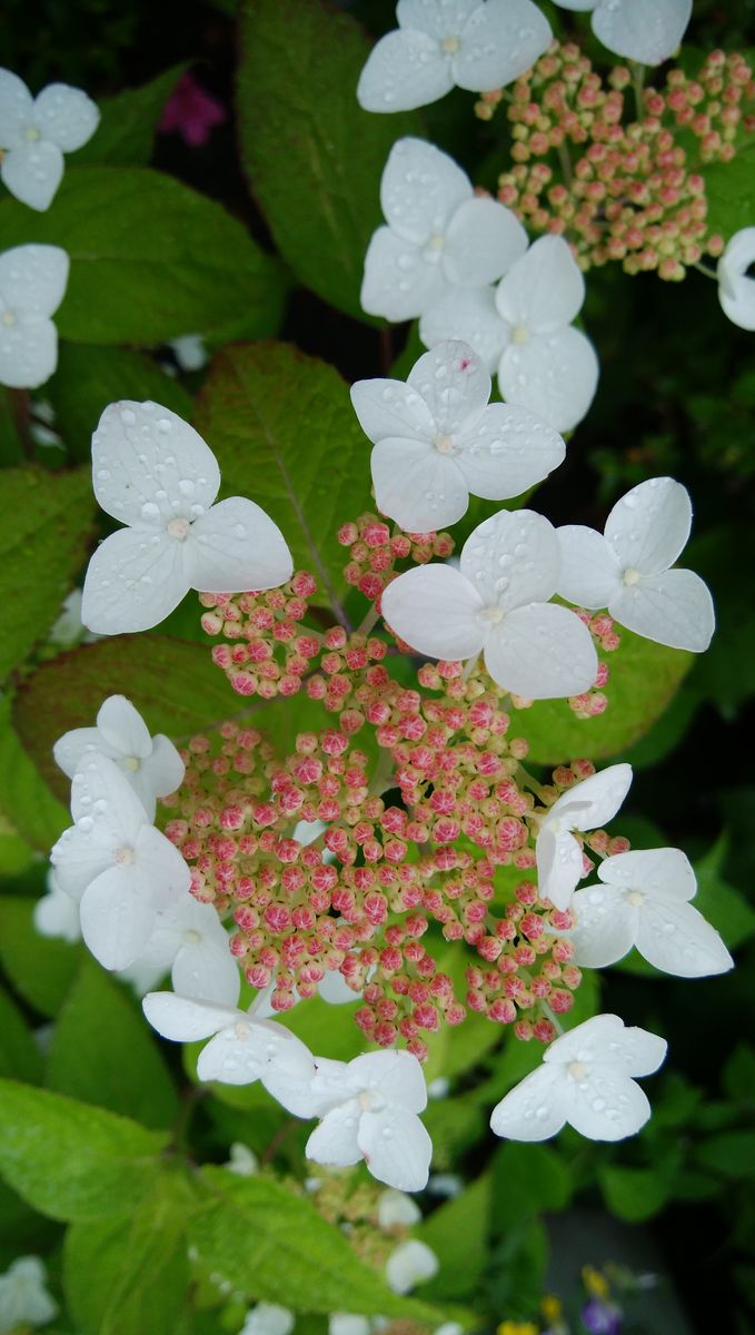 美しい山紫陽花