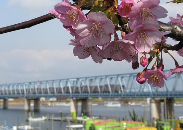 河津桜と地下鉄東西線