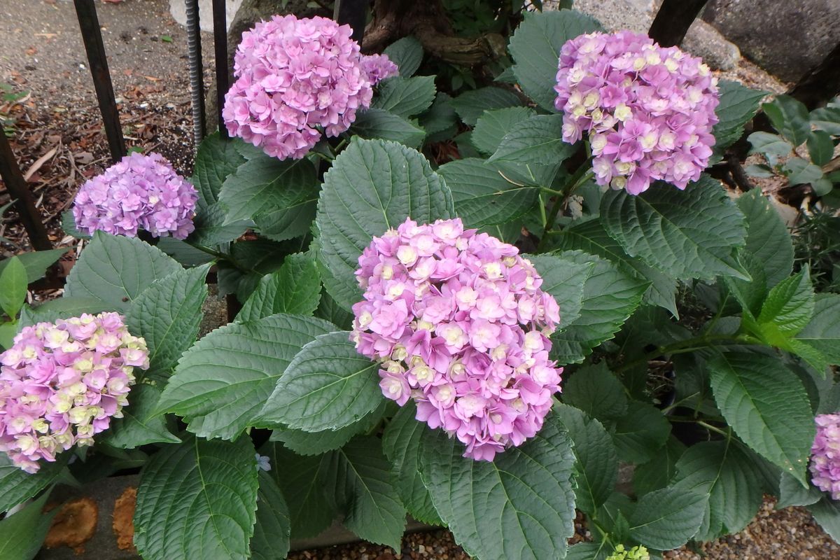 今日のお花たち（アジサイ・ベルフラワー）