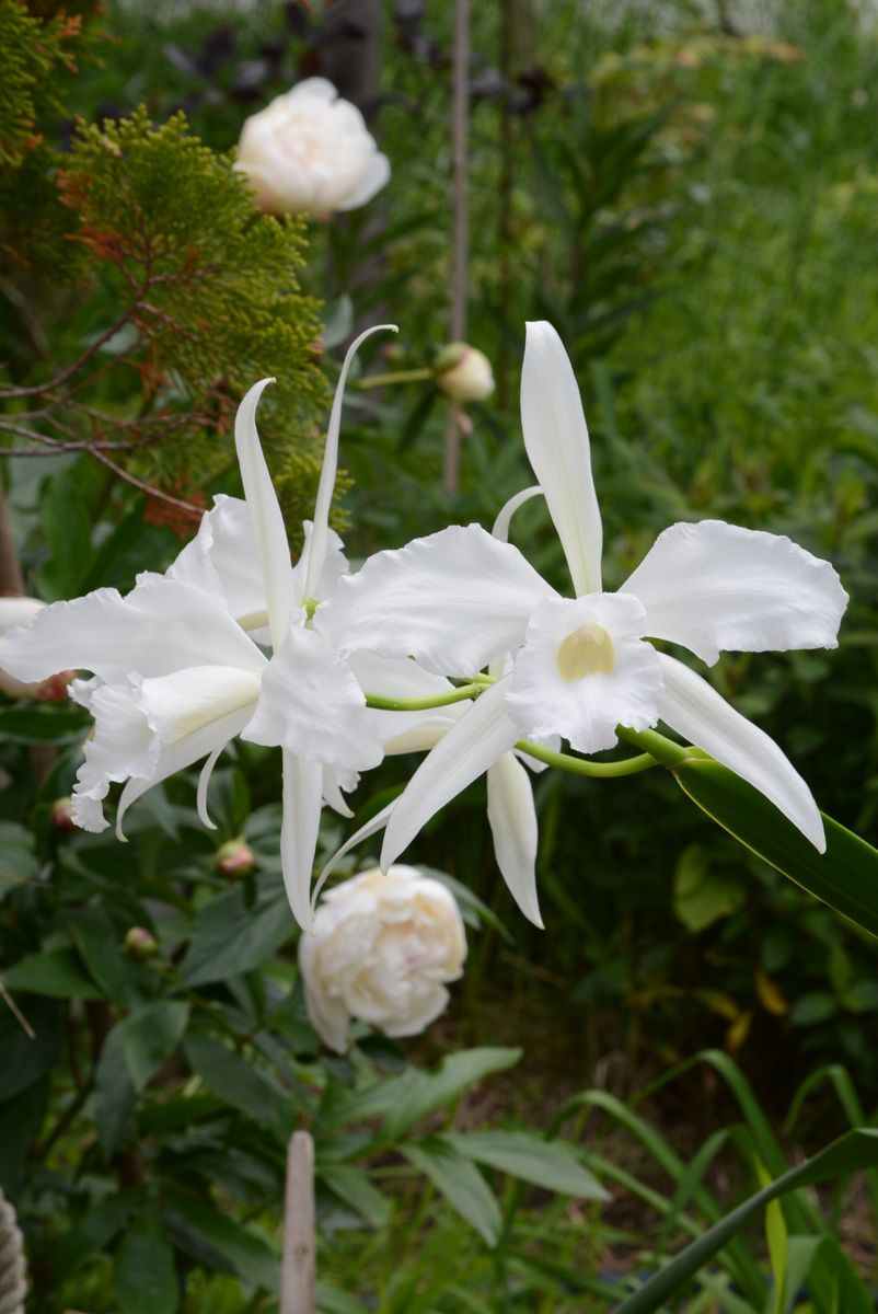 C.purpurata fma.alba