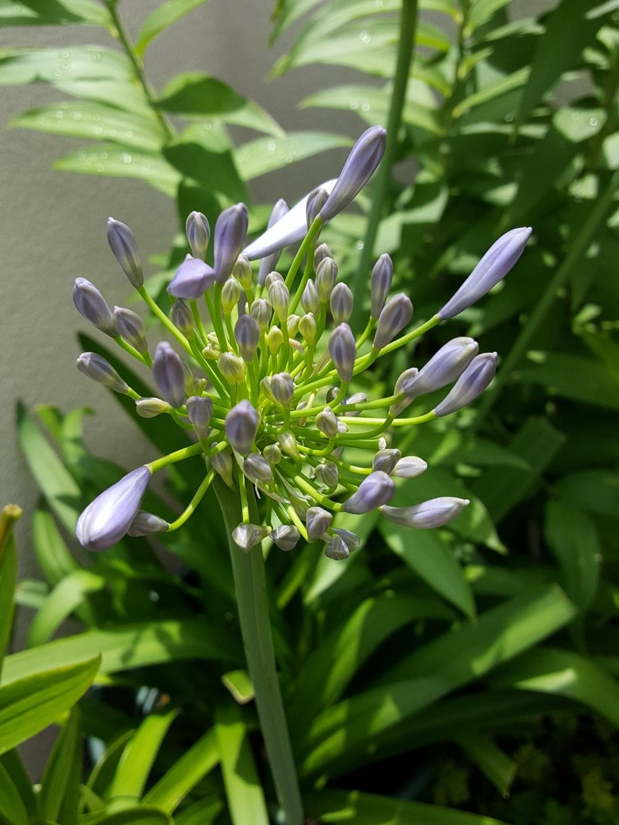 ふくおかルーバルガーデン2～夏🌱の庭便り❗新な喜び😃