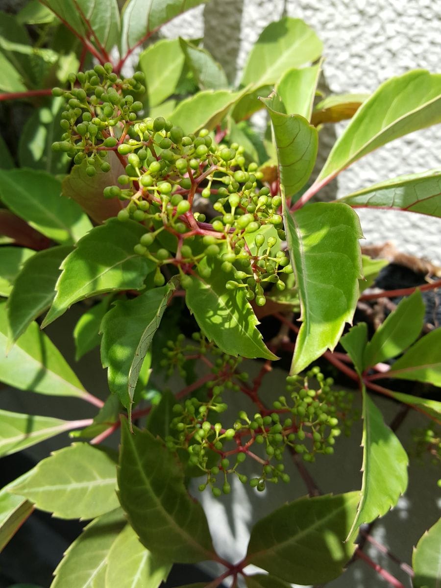 ふくおかルーバルガーデン2～夏🌱の庭便り❗新な喜び😃