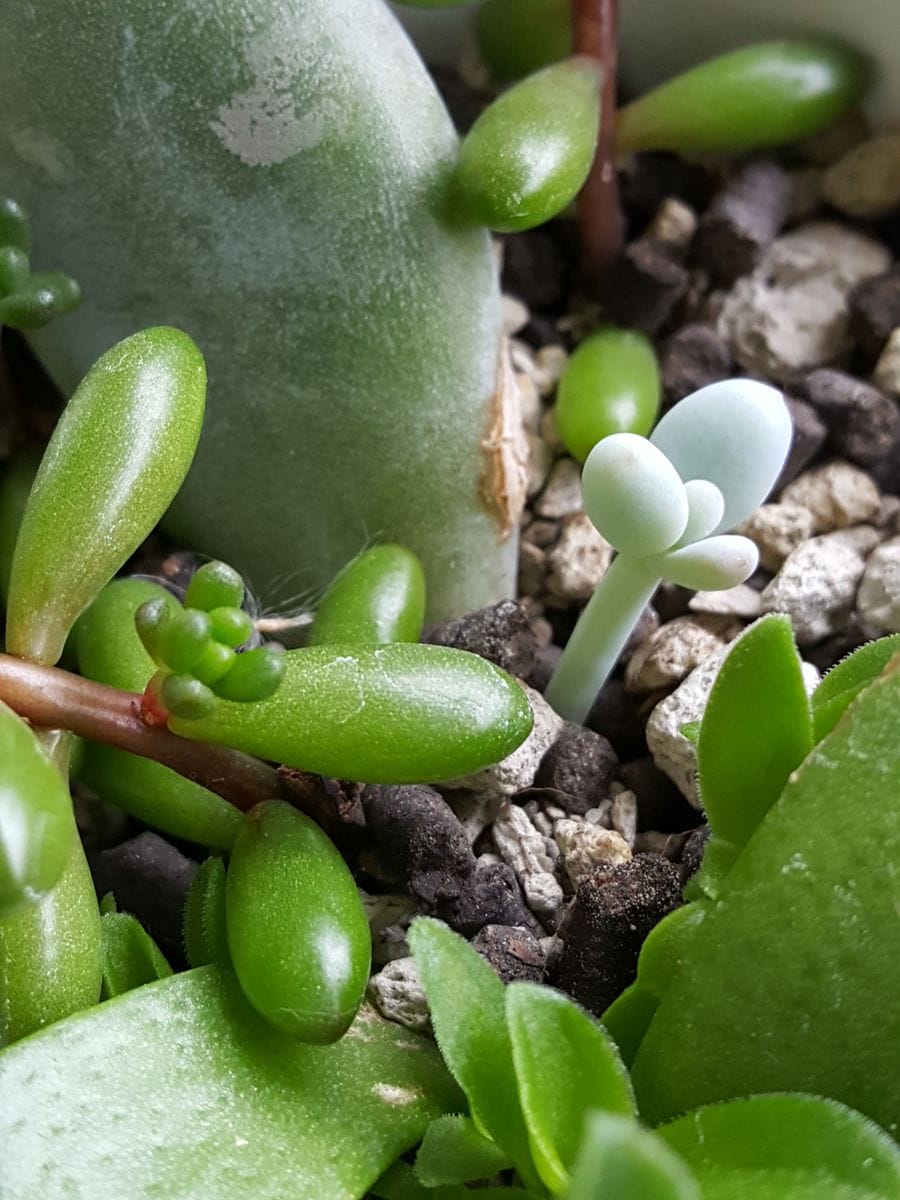 ふくおかルーバルガーデン2～夏🌱の庭便り❗新な喜び😃