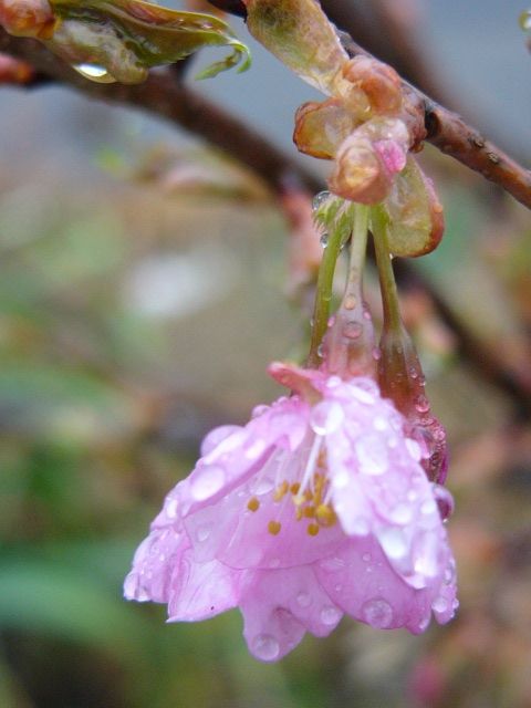 雨の中に咲く河津桜