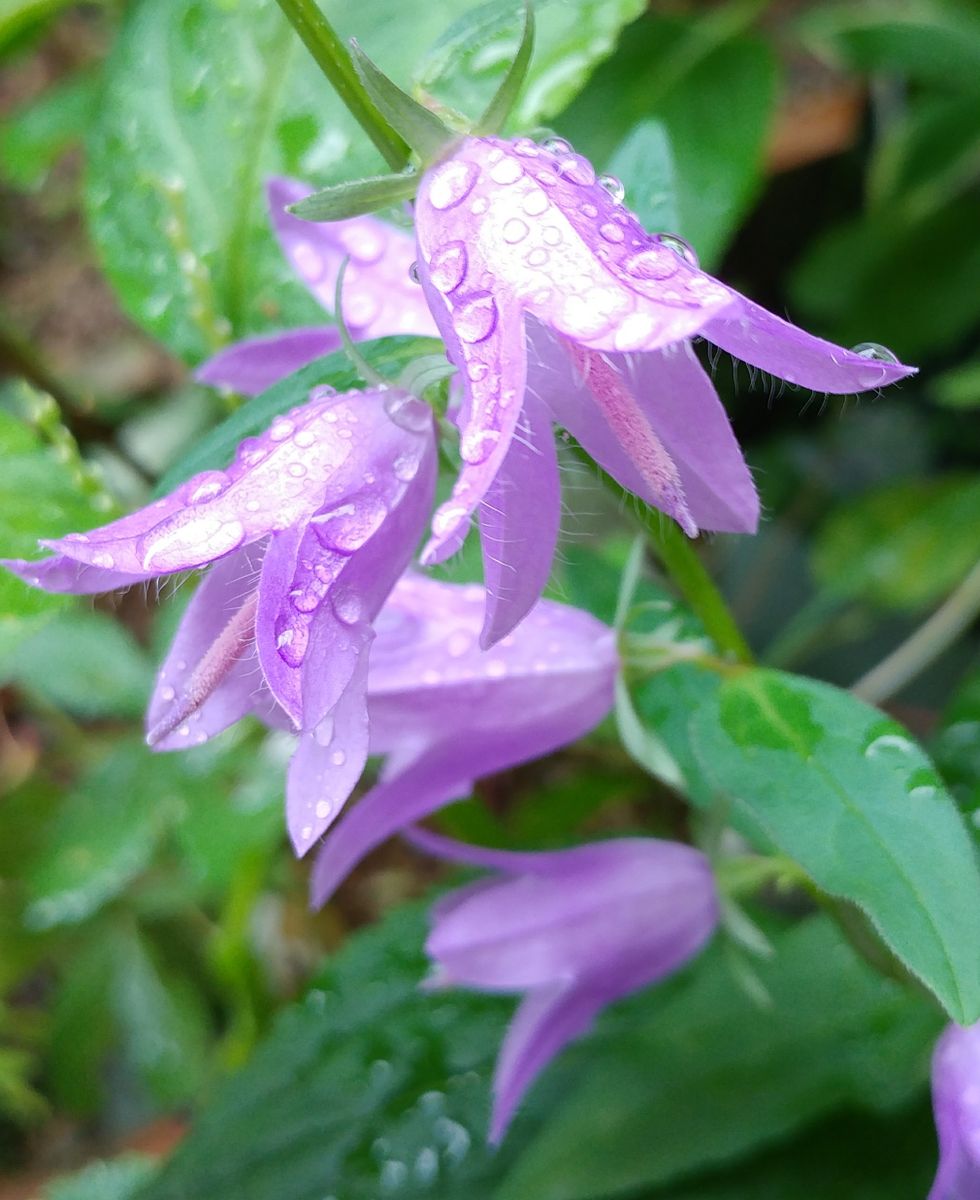 咲いた🌼