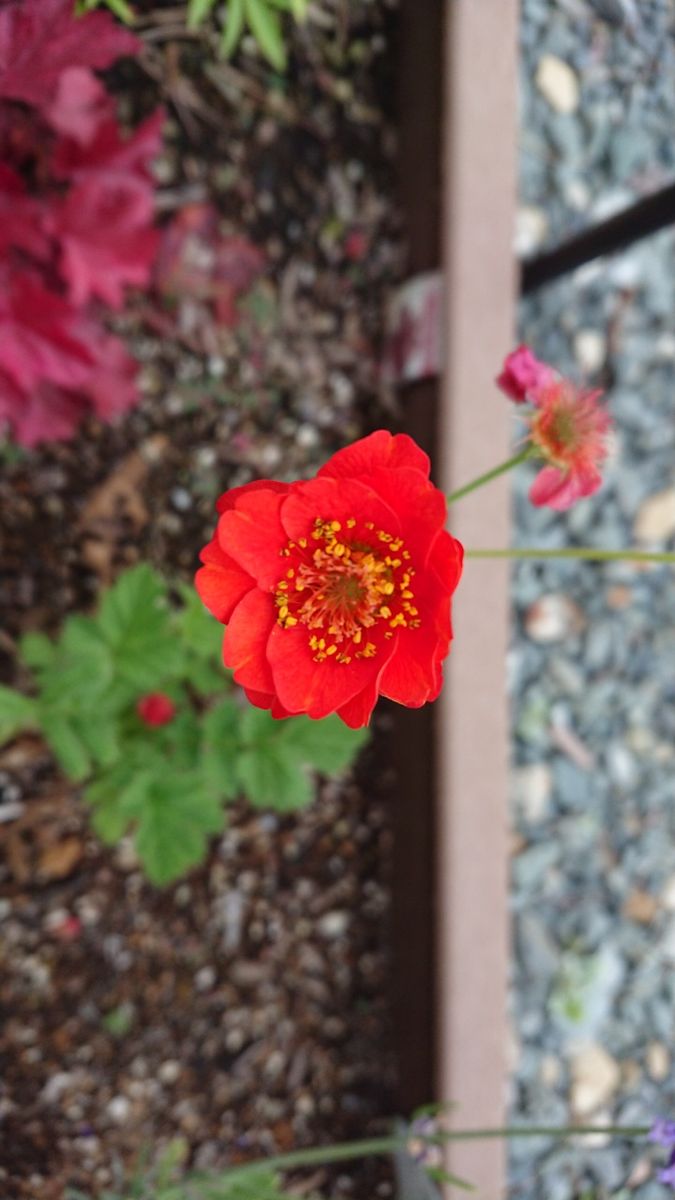 今日の花たちの様子です