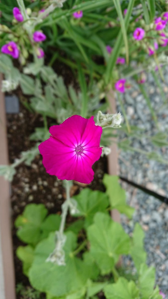 今日の花たちの様子です