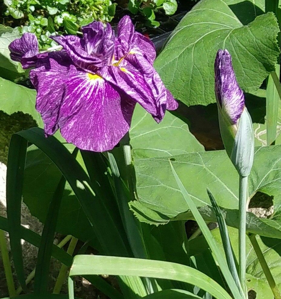 咲きました❗　花菖蒲