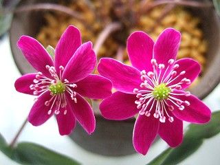 ようやく開花の雪割草