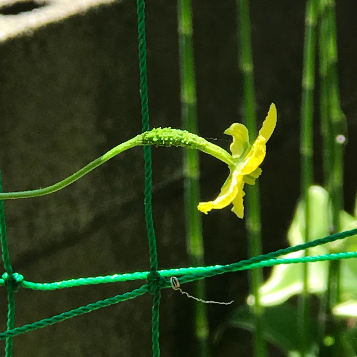 ゴーヤ…今年は早いな♪