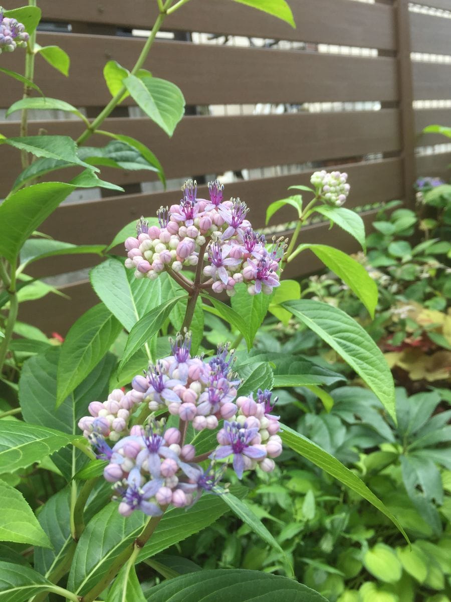 常山アジサイの開花