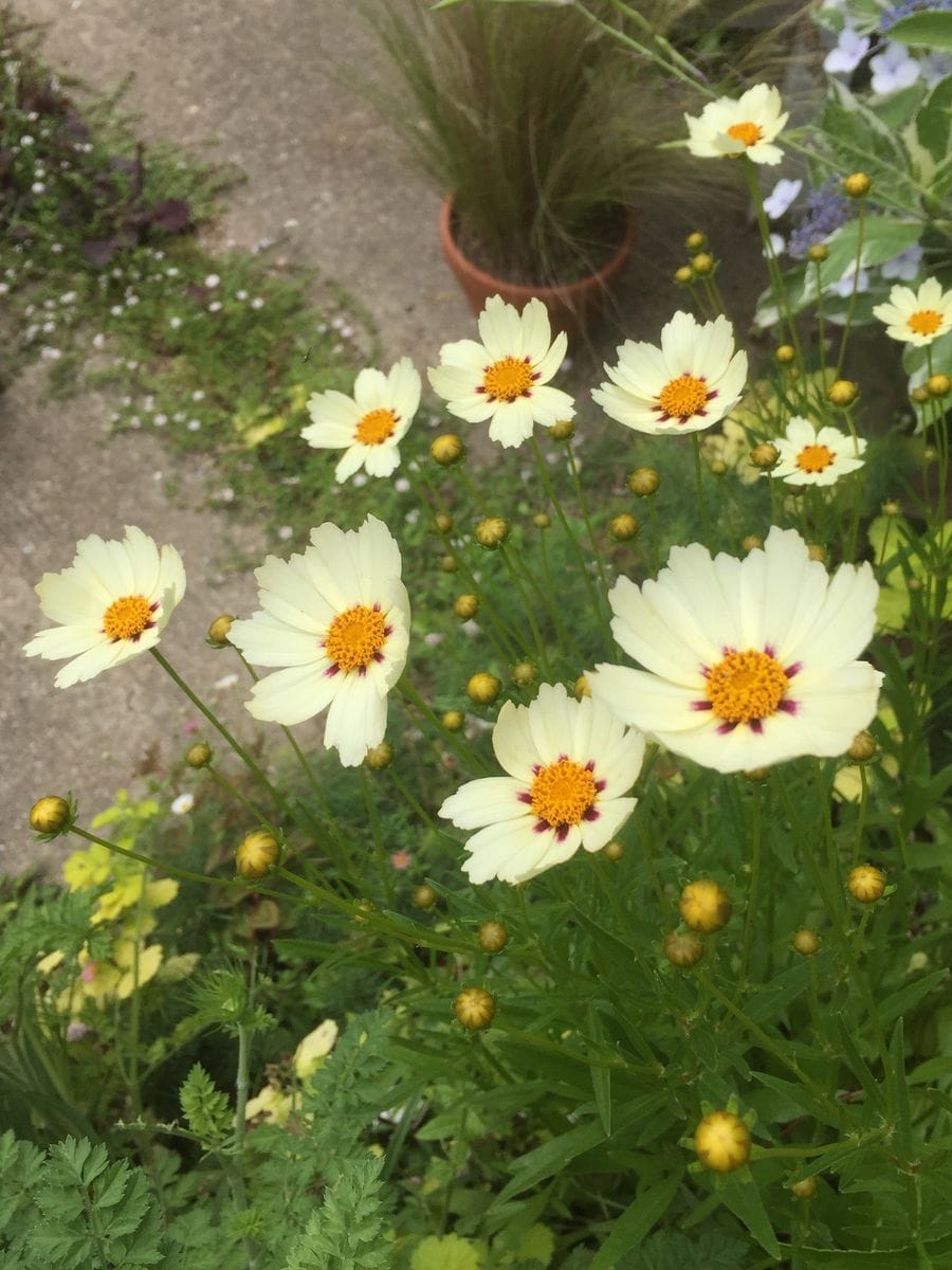 常山アジサイの開花