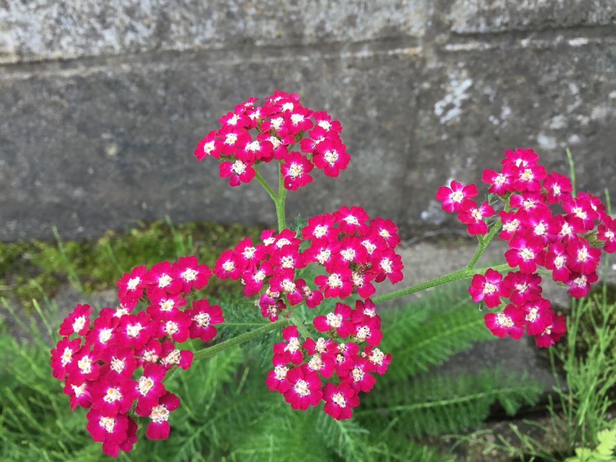 ノコギリ草  コスモス  ポポー