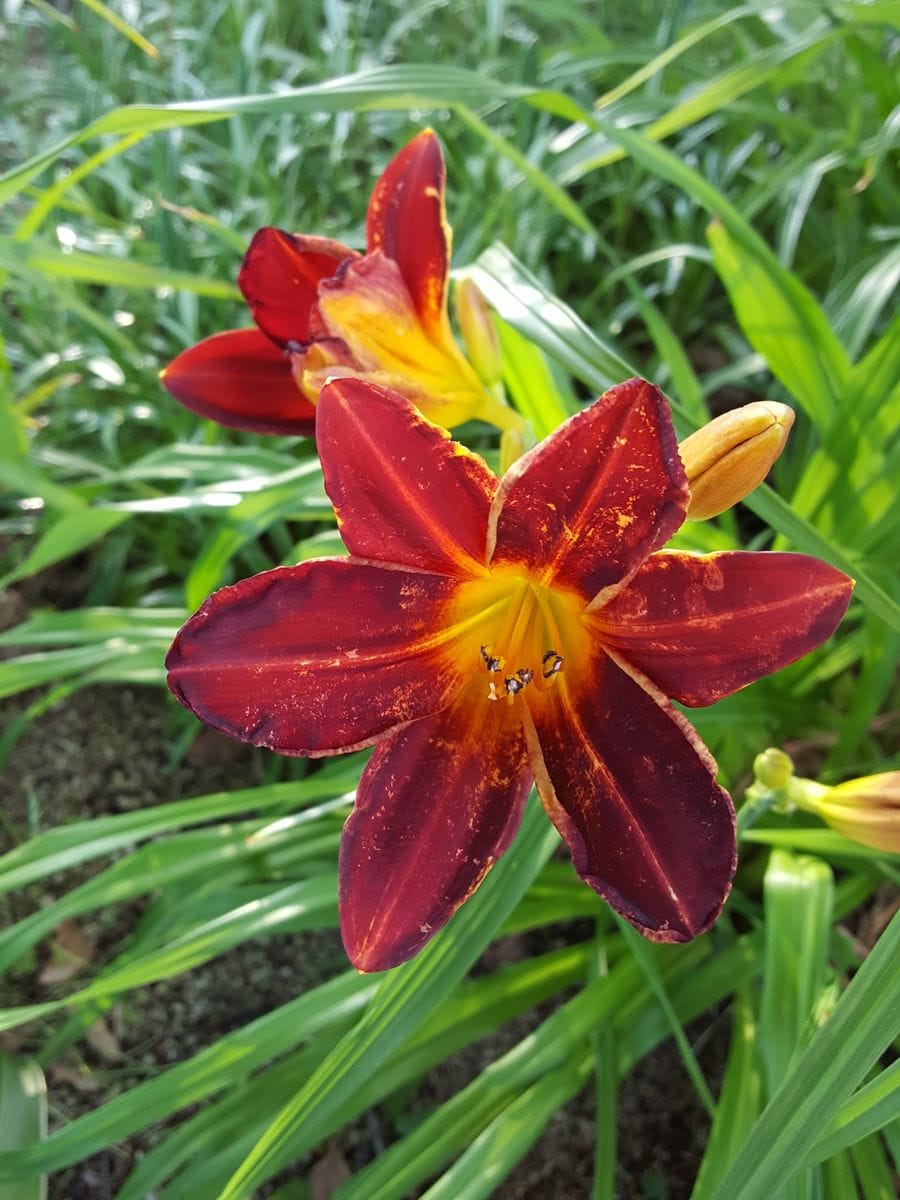 ふくおかルーバルガーデン2～夏🌻の庭便り❗元気をもらう花😃