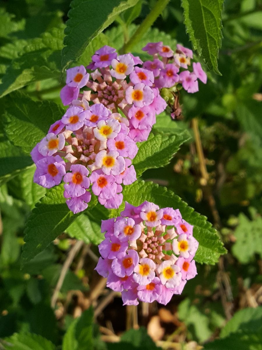 ふくおかルーバルガーデン2～夏🌻の庭便り❗元気をもらう花😃