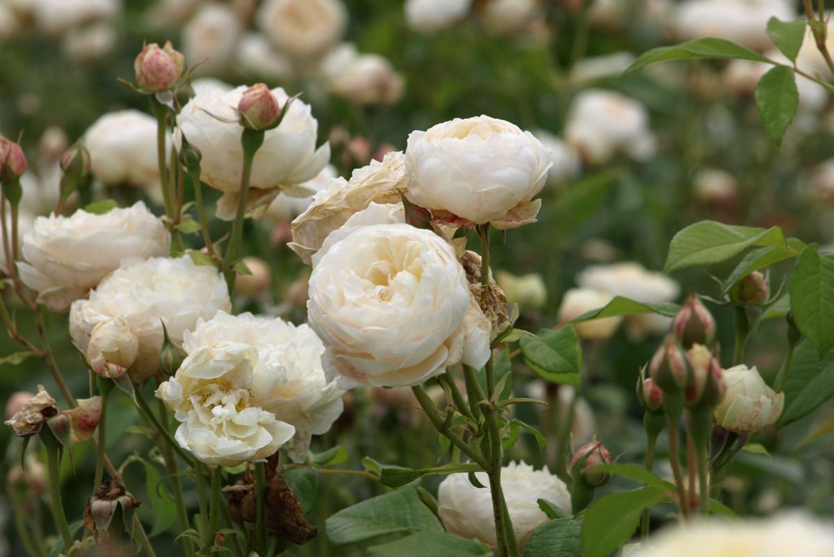 「そらの花畑」を訪問