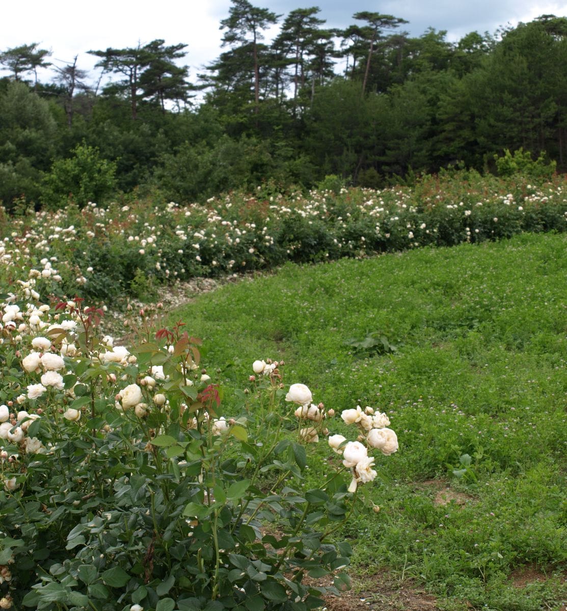 「そらの花畑」を訪問