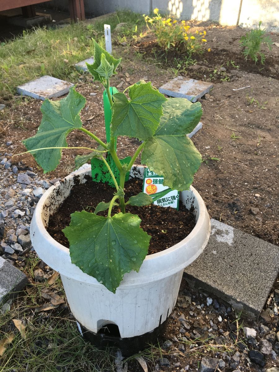 サントリー本気野菜 新強健豊作