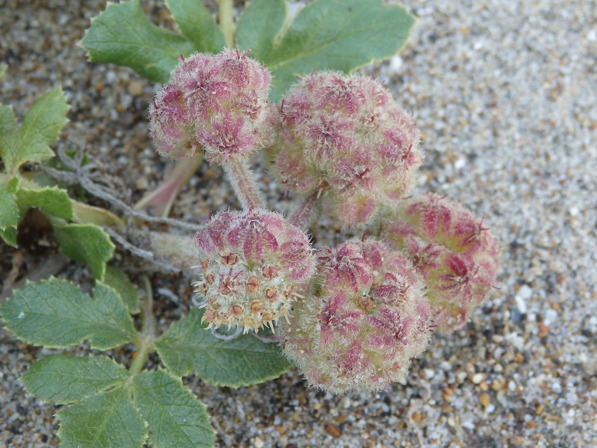 海辺のお花　浜防風