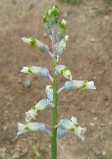 Lachenalia unifolia